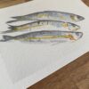 Affiche "Les sardines de Carry" – Image 3