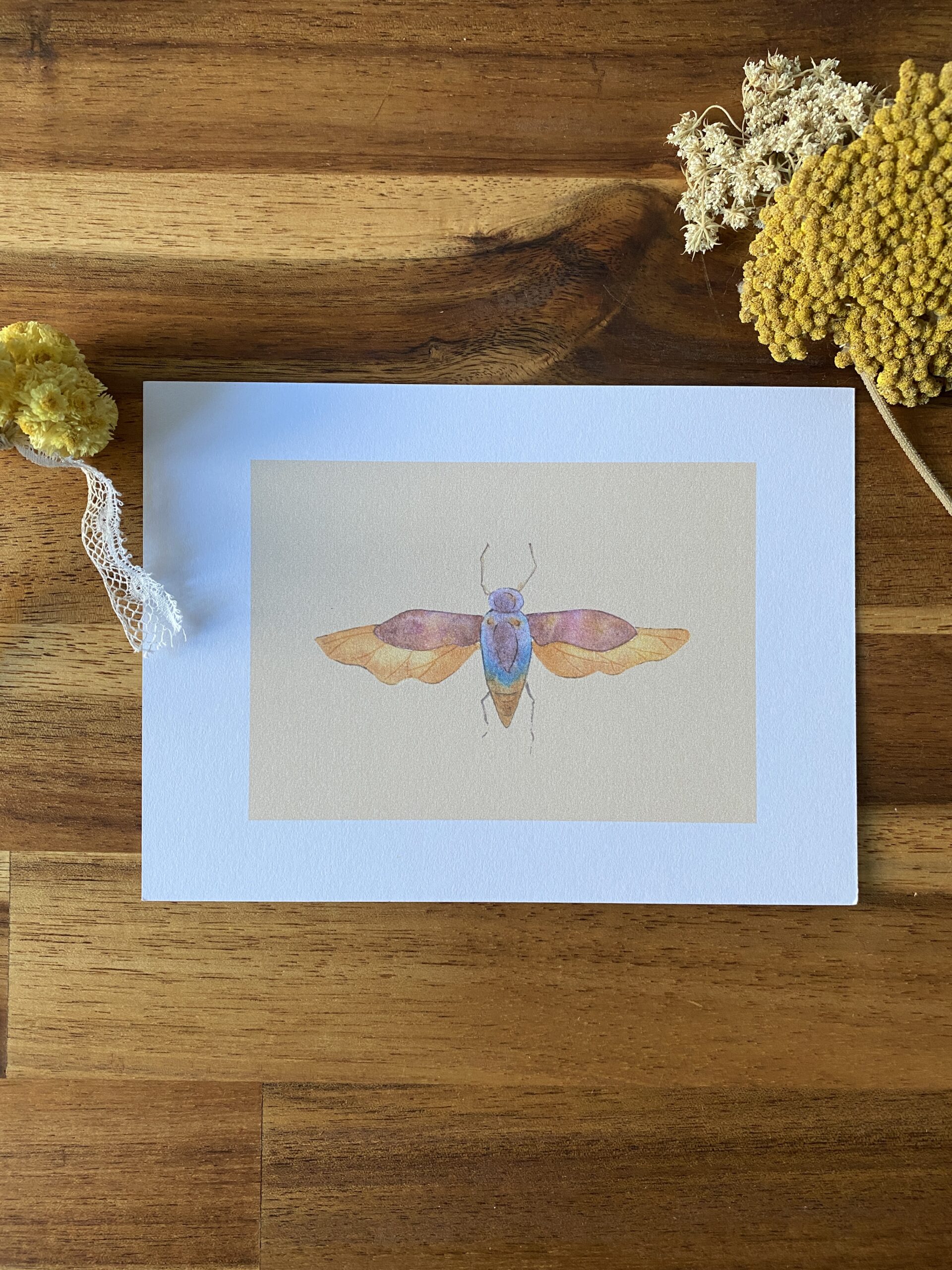 Cigale - Papier Glacé (Avec Enveloppe)