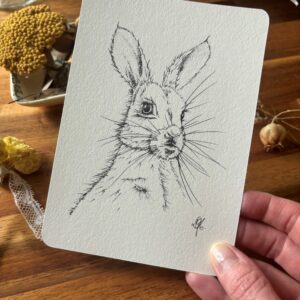 Le lièvre bord rond